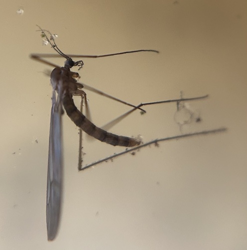 Winter Gnat photo 4