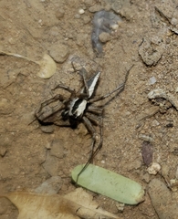 Oxyopes tridens