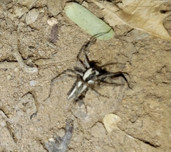 Oxyopes tridens