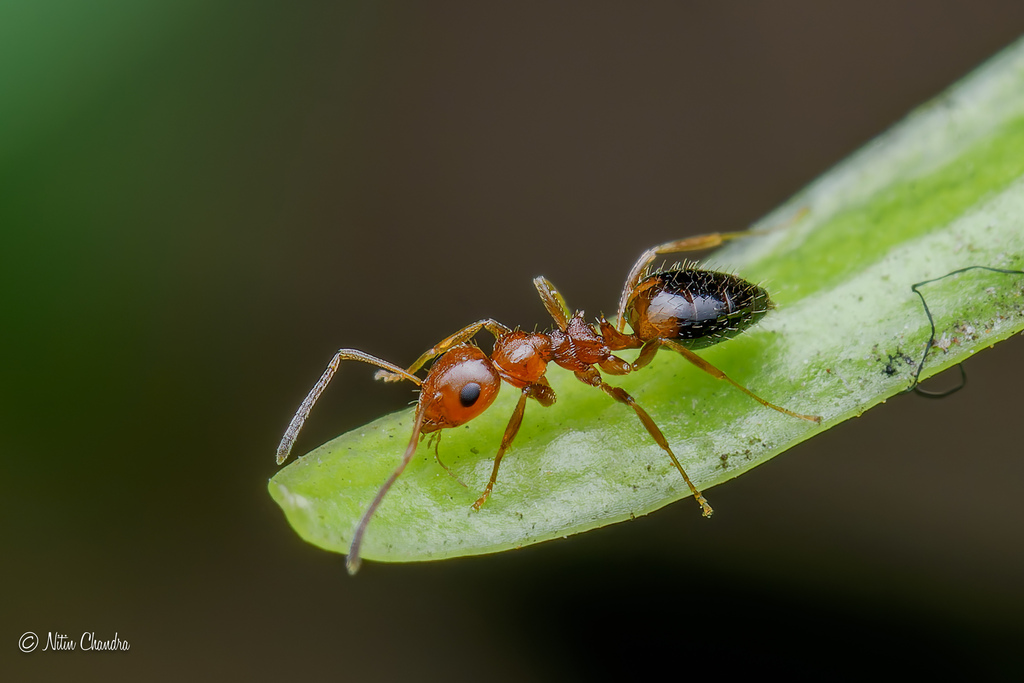 Lepisiota pusaensis