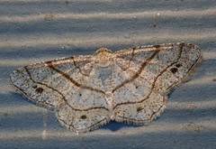 Trigrammia quadrinotaria