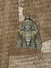 Acronicta ovata