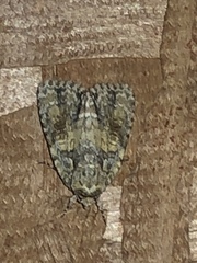 Acronicta ovata