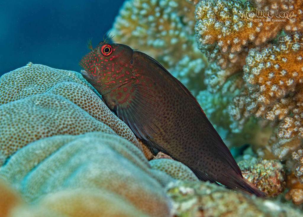 Spotted Eyelash Blenny