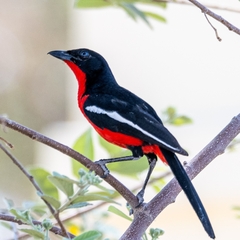Crimson-Breasted Shrike photo 5