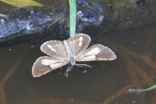 Bordered White