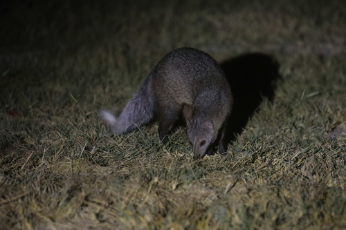 White-tailed Mongoose (Ichneumia albicauda)