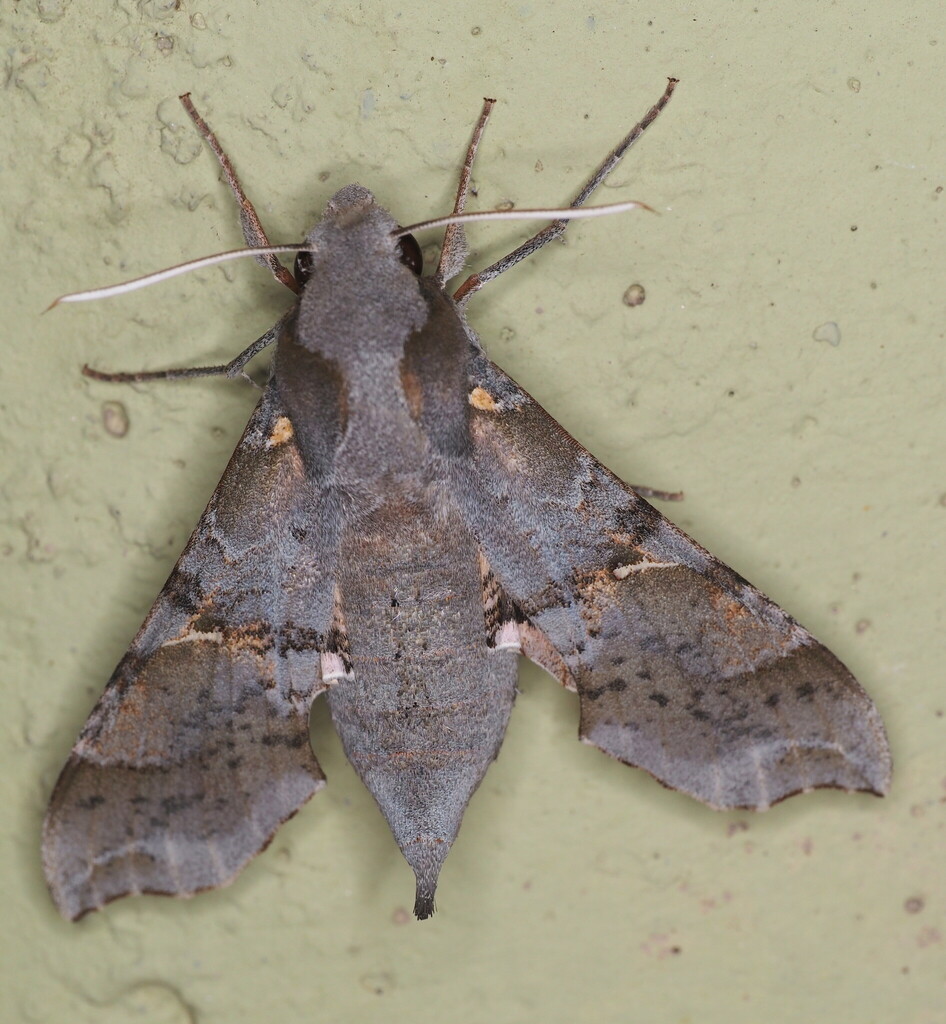 Callionima grisescens