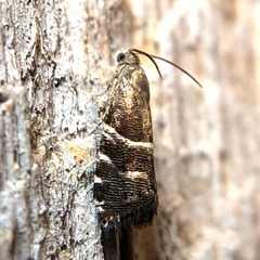 Cydia erotella