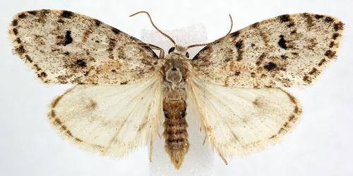 Little Shaded Lichen Moth photo 2