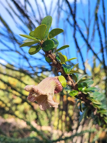 Crescentia mirabilis