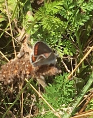Aricia agestis
