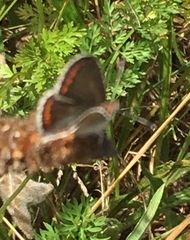 Aricia agestis