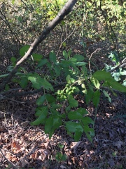 Zanthoxylum hirsutum