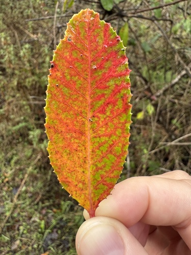 Toyon foliage