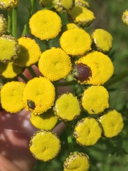 Rhopalomyia tanaceticola