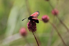 Zygaena purpuralis
