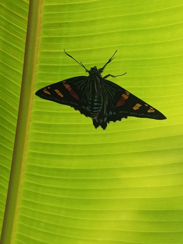 Phocides pialia
