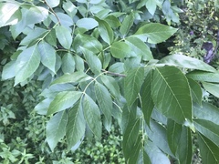 Fraxinus pennsylvanica subintegerrima