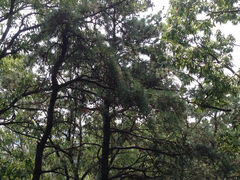 Pinus