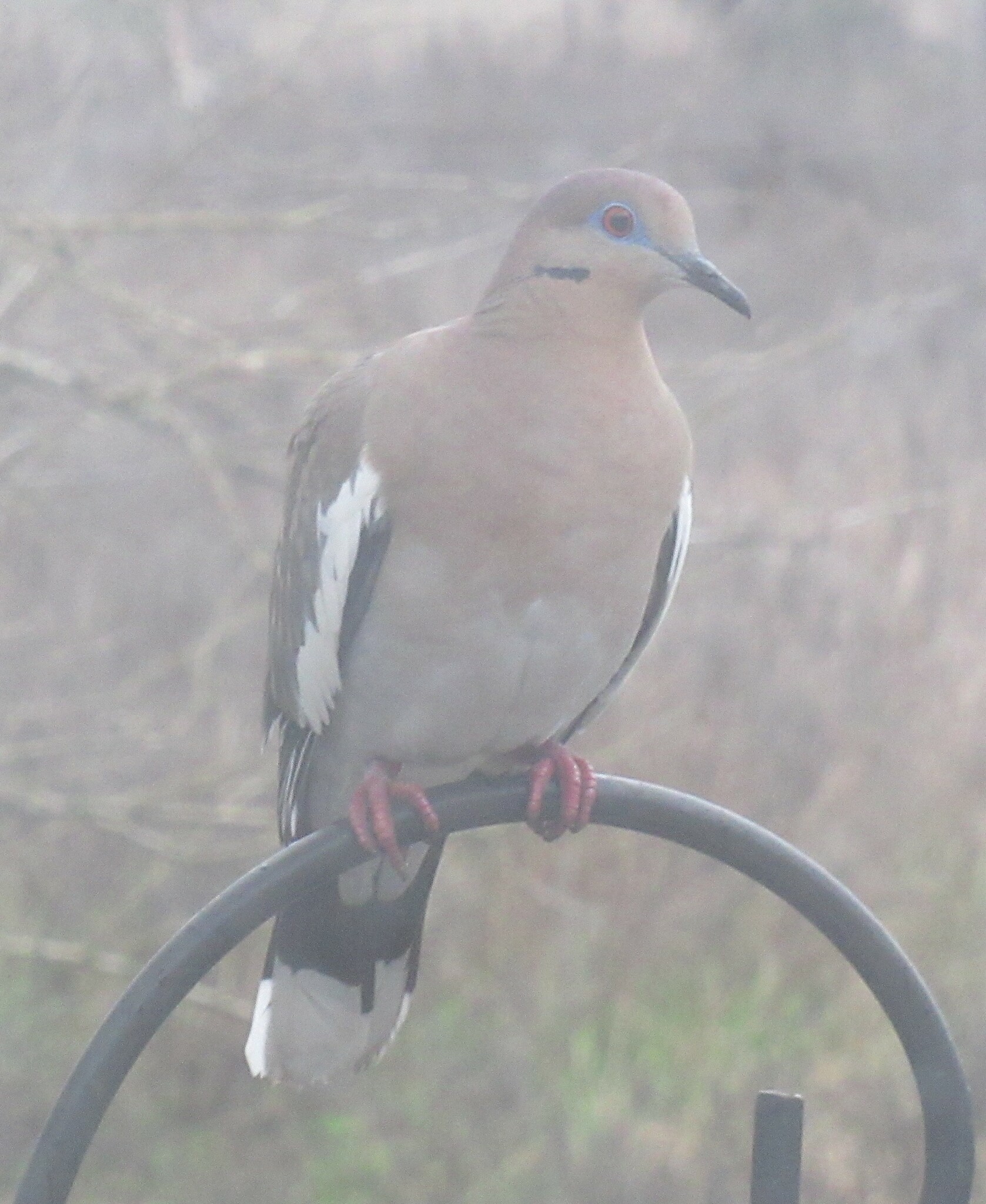 White-winged Dove illustration