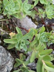Hylotelephium anacampseros