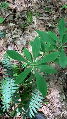 Daphne mezereum