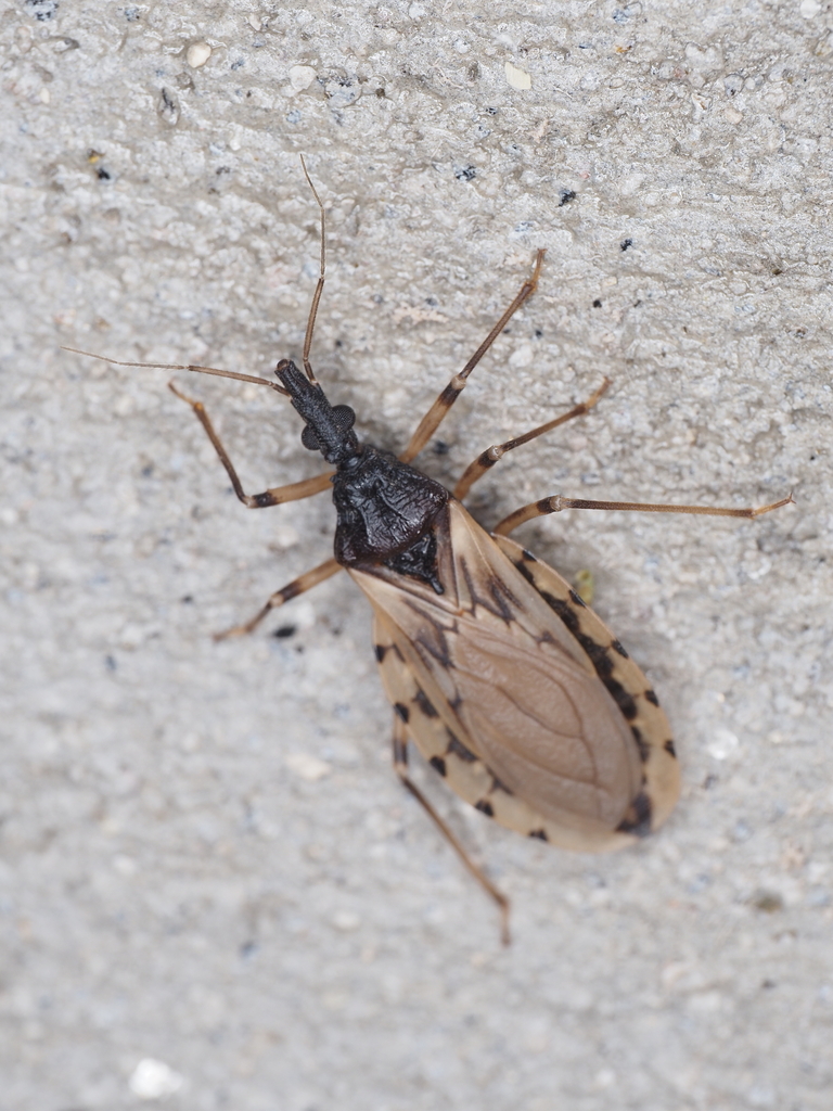 Triatoma guasayana