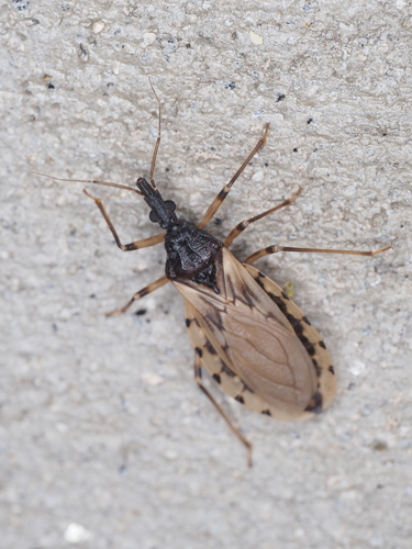 Triatoma guasayana