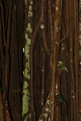 Ficus kerkhovenii