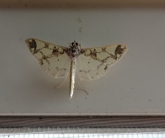 Polythlipta