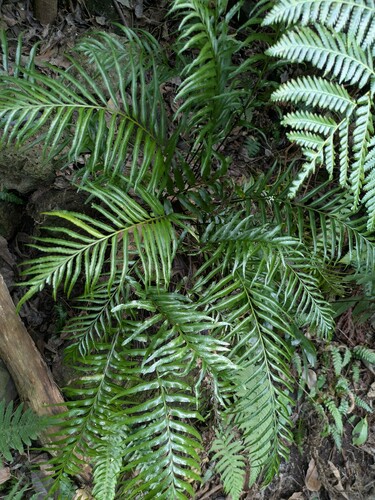 Asplenium kaulfussii, 2024-12-17