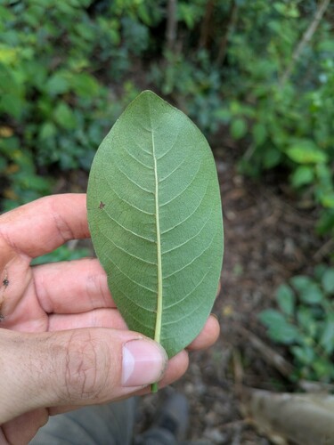 Psychotria hathewayi observed 2024-12-17