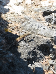 Podarcis siculus tyrrhenicus