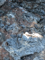 Podarcis siculus tyrrhenicus