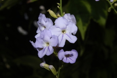 Duranta erecta