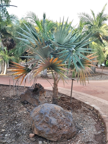Coccothrinax pauciramosa