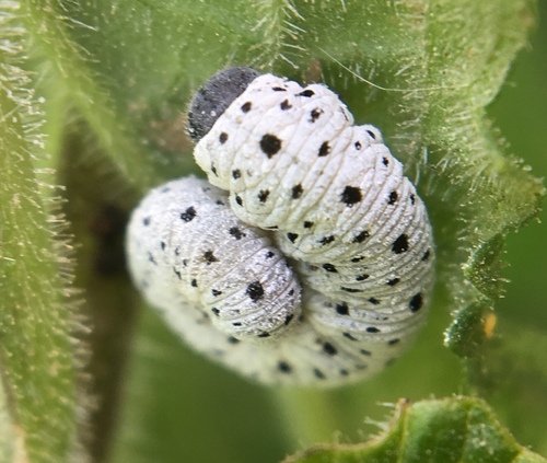 Figwort sawfly, photo 4 of 10