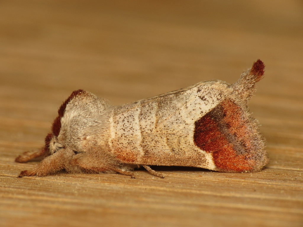 Chocolate-tip