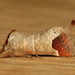 Clostera curtula - Photo (c) Donald Hobern，保留部份權利CC BY