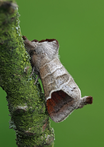 Rudoji Kliostera nuotrauka