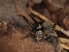 Xysticus audax