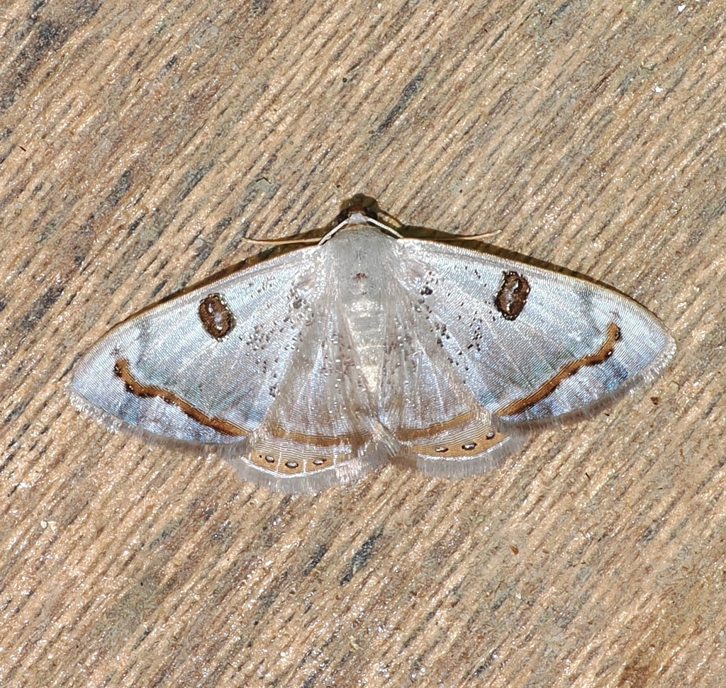 Argyrotome arcuata