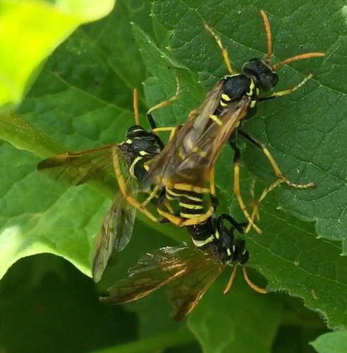 Figwort sawfly, photo 6 of 10
