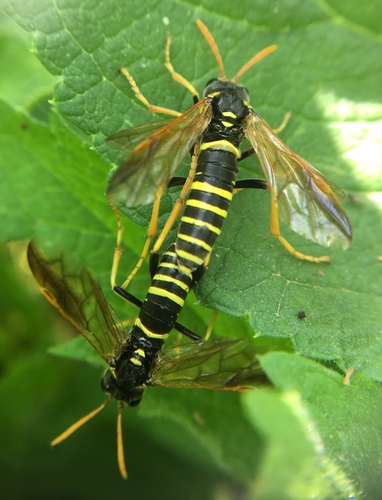 Figwort sawfly, photo 5 of 10