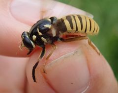 Temnostoma vespiforme