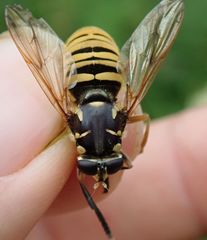 Temnostoma vespiforme