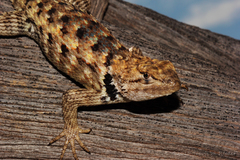 Sceloporus bimaculosus