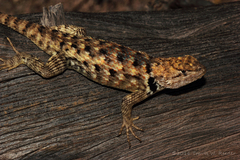 Sceloporus bimaculosus