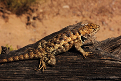 Sceloporus bimaculosus